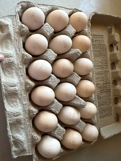 18 Silkie Hatching Eggs , View more
