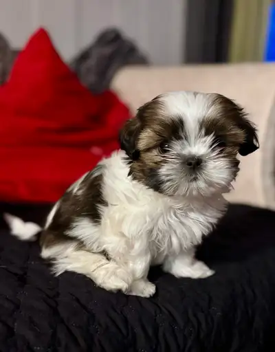 Shihtzu impérial, View more