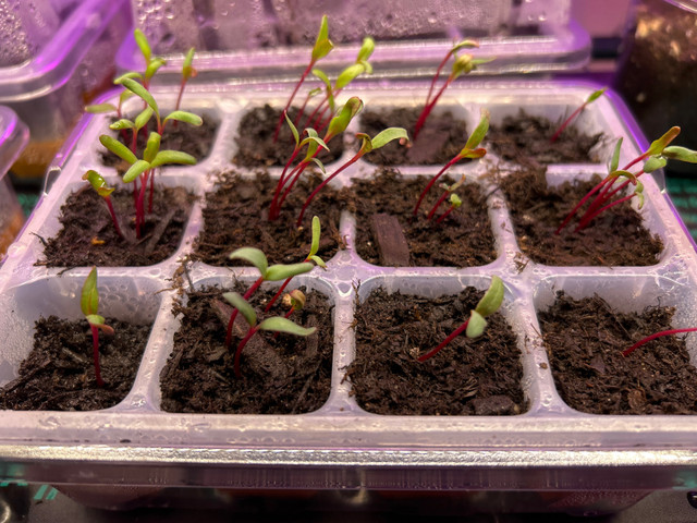 Beet Seedlings $5 each in Plants, Fertilizer & Soil in City of Halifax