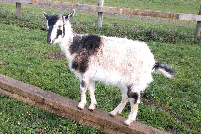 Herd Reduction Sale - San Clemente Island Goats in Livestock in Nanaimo - Image 3