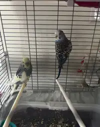 Male and Female Budgies (Both for $50)