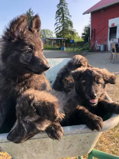 Beautiful purebred long  coated Dutch shepherd puppies, View more