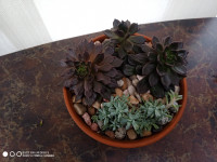 Belles plantes succulentes dans un pot décoratif en terre cuite