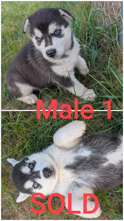 Siberian Husky Puppies, View more