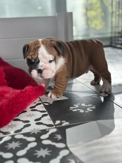 English Bulldog puppies Canadian kennel club registered/certified. Pictures 1,2,-Male puppiy availab...