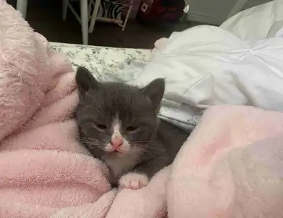 Adorable and friendly You take all responsibilities Only good cat mom or senior wanted With TLC Than...