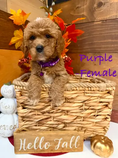 F1 Golden Doodle Puppies (Only 2 Left!), View more