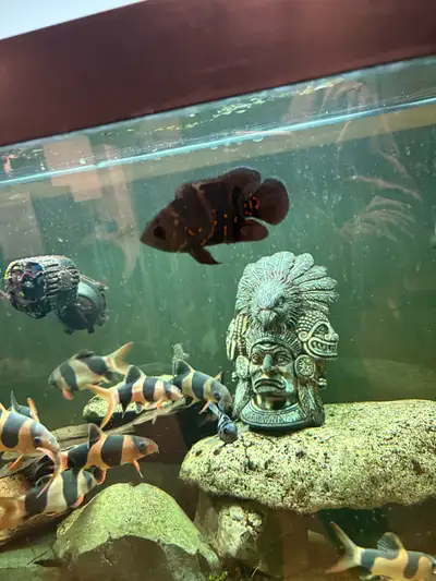 4” Oscar cichlid available Very healthy