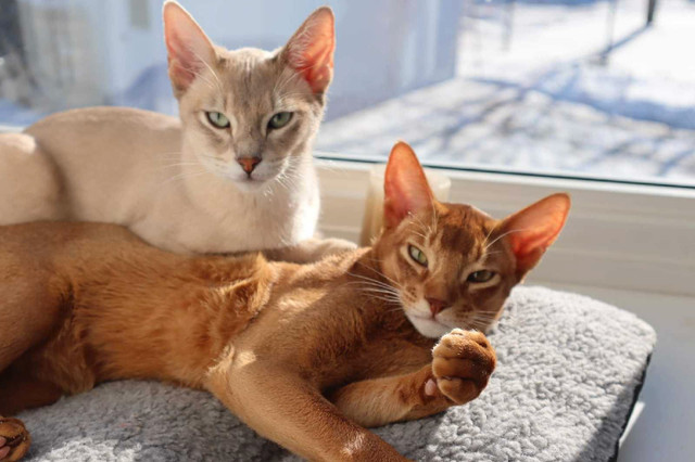 ❤️ABYSSIN STÉRILISÉ VACCINÉ MICROPUCÉ ❤️ dans Chats et chatons à adopter  à Ville de Québec - Image 3
