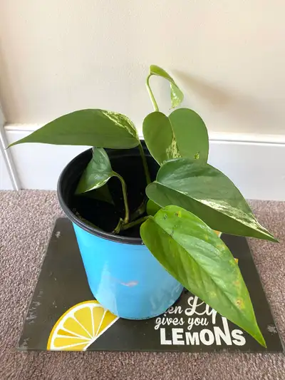 Golden Pothos, Baby Rubber Plant (peperomia obtusifolia), View more