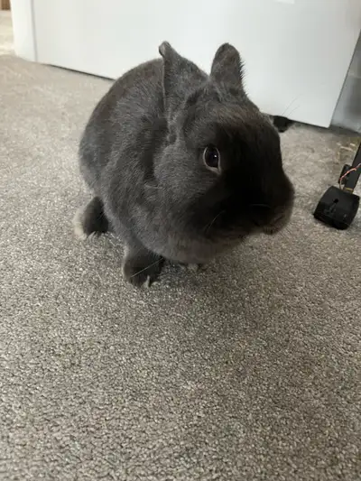bunny dwarf mix, View more