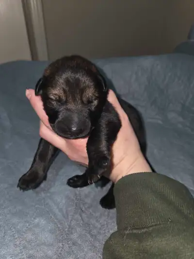 King German Shepherd puppies, View more