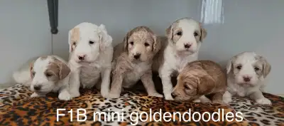 ❤️Mini F1B goldendoodles ready for home July. F1 small / medium goldendoodles ready for home in July...