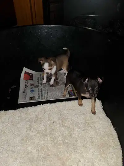 Deerhead Tuxedo Tri Chihuahua  Male Pups, View more