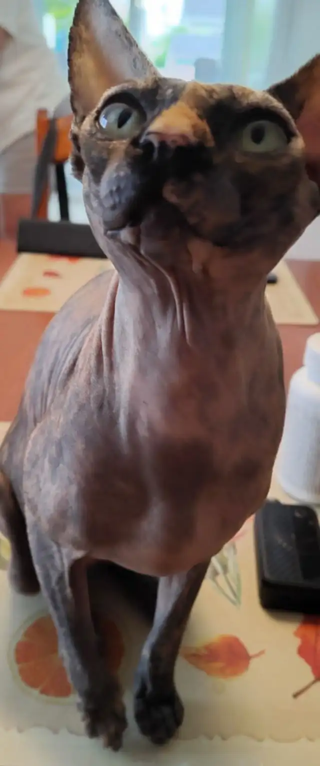 Sphynx retraitee