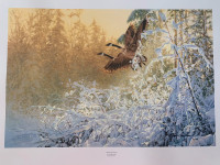 MORNING GLORY - Greg Beecham limited edition Canada goose print