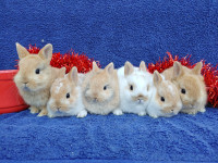 EXTRAORDINARY NETHERLAND DWARF & LIONHEAD BUNNY RABBITS