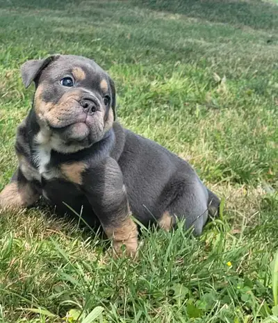 Old English bulldog, View more