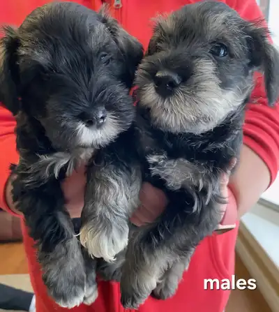 Miniature Schnauzer Puppies, View more