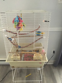 Boy Budgie for sale with cage