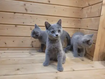 British Shorthair kittens for sale, View more