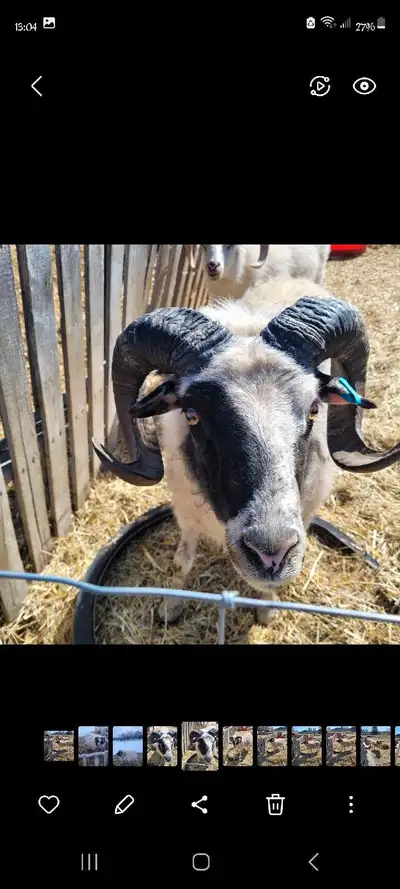 I have a 2 year old pure bred Icelandic ram for sale,the only reason for selling is hebthrows beauti...