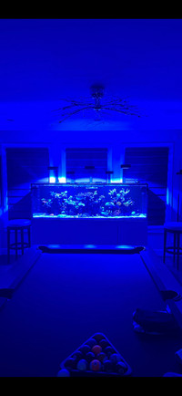 S1000 redsea aquarium fish tank 