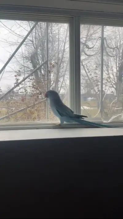 Blue Indian Ringneck – Friendly & Talks, View more