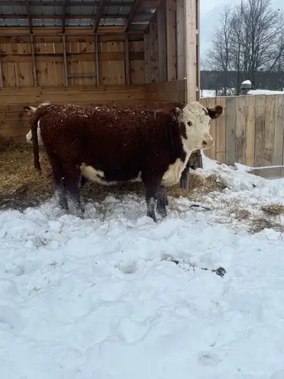 Selling this Bred Hereford hefier due mid April to a calving ease black angus bull Asking $5000