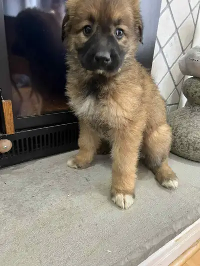 German shepherd/ Great pyrenees, View more