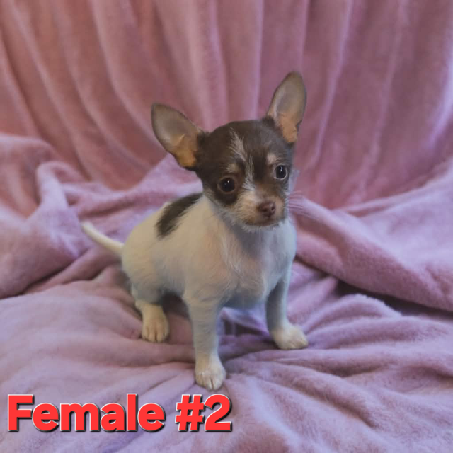 Chihuahua (3/4) cross with Yorkie (1/4) in Dogs & Puppies for Rehoming in Windsor Region - Image 2