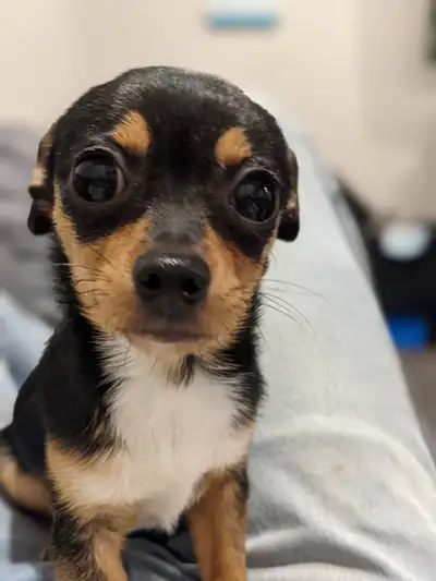 5-year old Chihuahua to re-home, View more