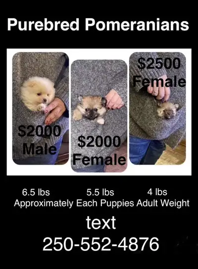 All puppies are ready to go home with you Friday Dec. 12 The last 2 pictures are of the mom and dad....