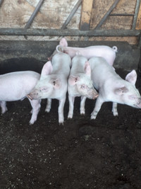 Piglets for sell