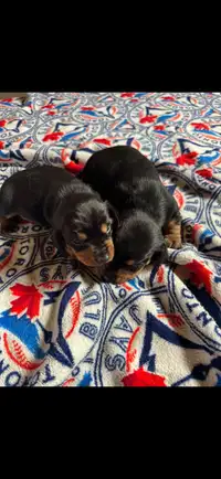 Dachshund puppies Merle black tan 