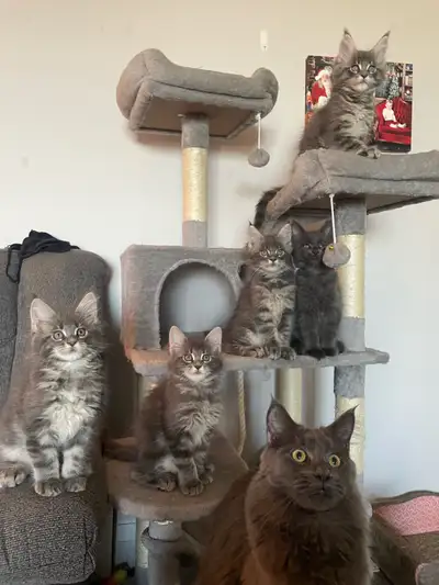 Purebred Mainecoon Kittens, View more