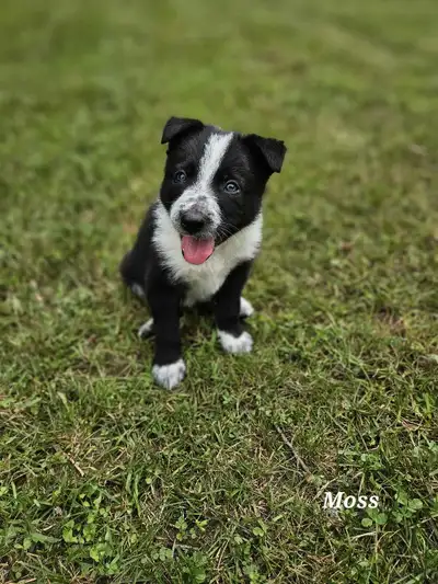 Ready - CBCA Registered Border Collies, View more