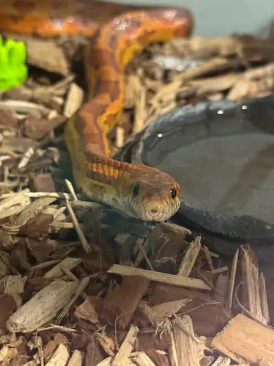 5 year old corn snake for a good home. Life things has just been to much and trying to downsize on s...