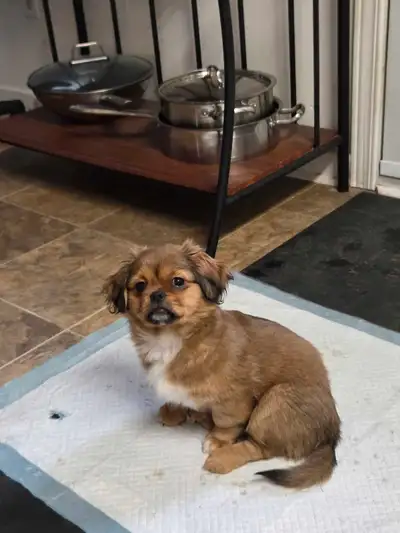 Cava-tzu puppies         1 puppy left!!, View more