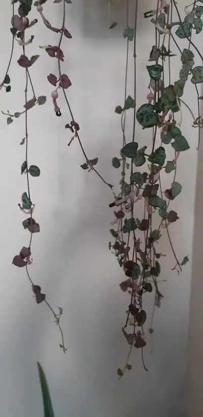 String of hearts plant with flowers, View more