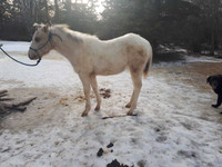 Registered POA Yearling
