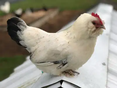 Dutch Bantam hatching eggs, View more