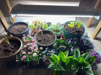 Grow lights - Indoor Seed growing