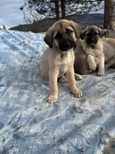 Kangal mix puppies, View more