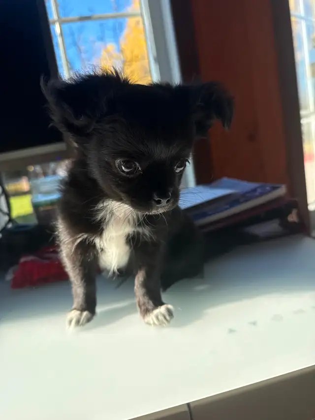Chihuahua Puppies in Dogs & Puppies for Rehoming in Gatineau - Image 6
