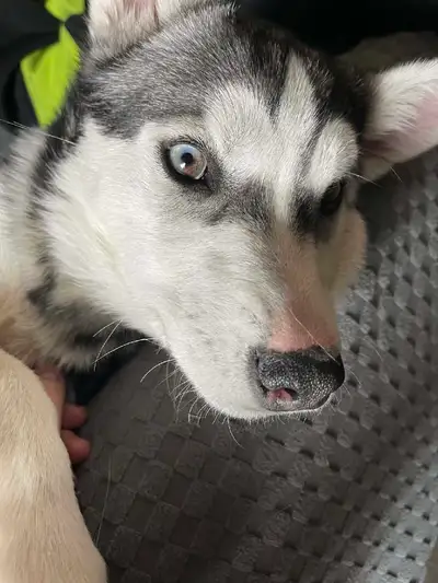 Husky puppies, View more