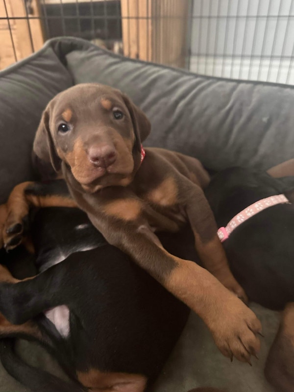All natural Purebred European Doberman Puppies FOR SALE! Dogs & Puppies for Rehoming City of