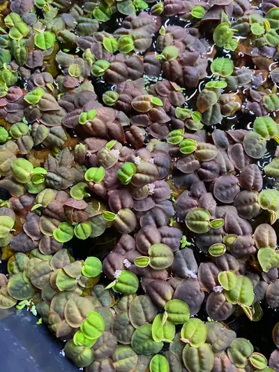 Red Root Floater Aquarium Plant, View more