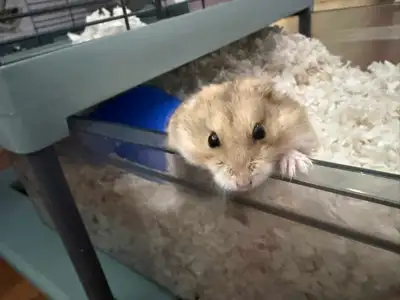 URGENT - Hamster with Cage & Accessories, View more