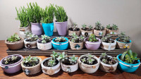 Assorted mini succulents 